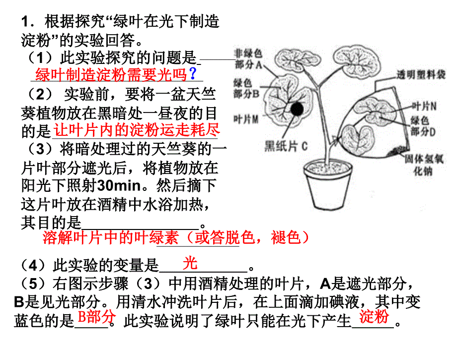 植物光合作用专题复习_第1页
