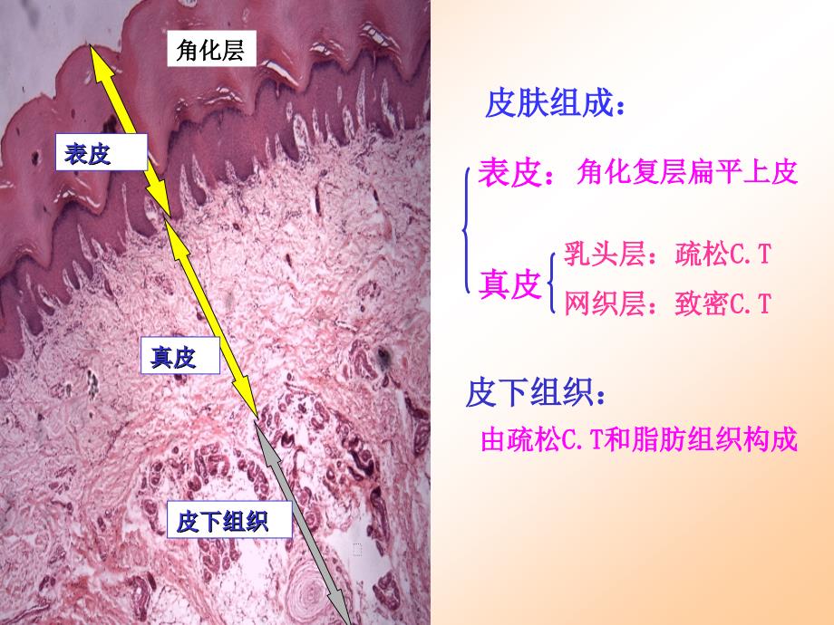 实验二结缔组织皮肤_第2页