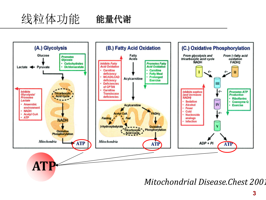 线粒体疾病的分子生物学检验_第3页