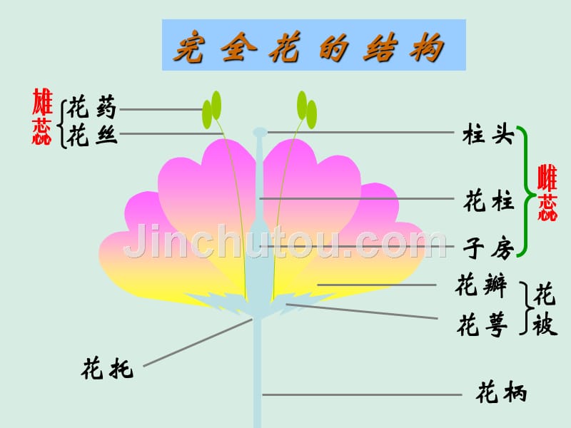 八年级生物下册 植物的生殖_第3页