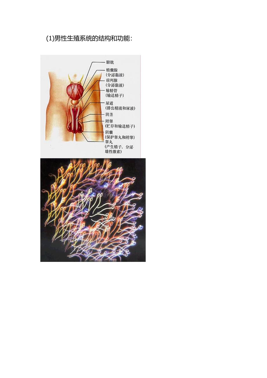 九年级生物复习课件----人的由来_第3页