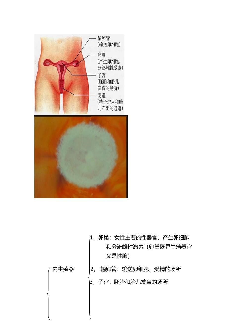 九年级生物复习课件----人的由来_第5页