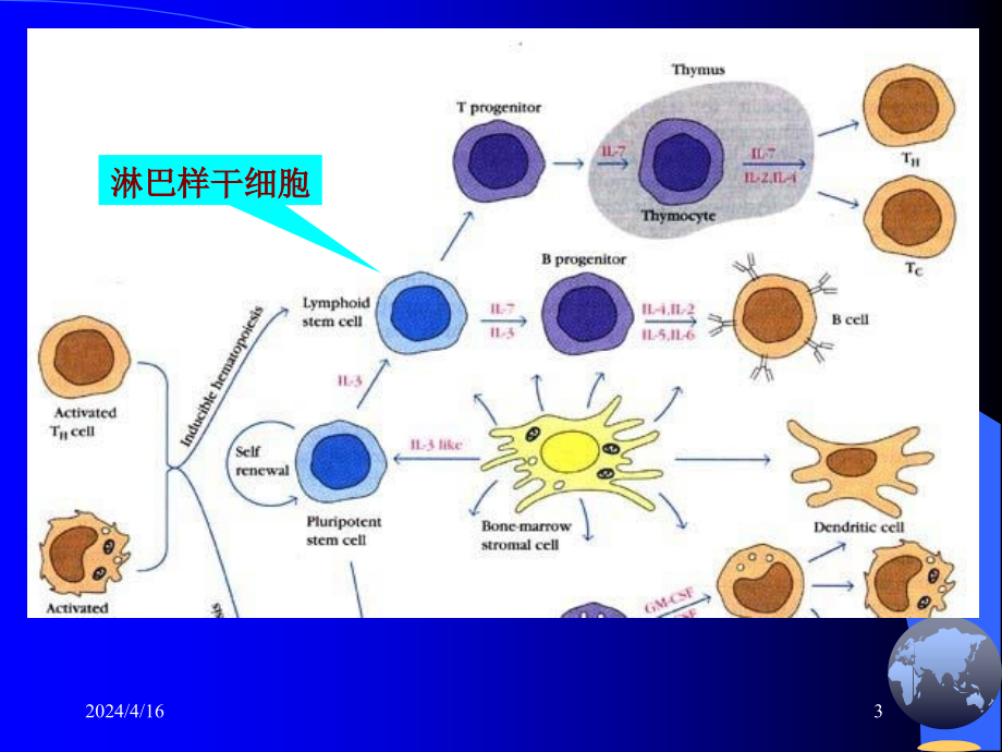 医学免疫学—淋巴细胞_第3页