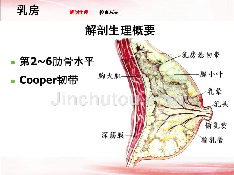 胸部疾病病人的护理乳房_第4页