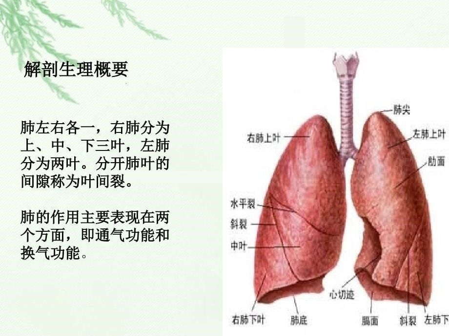 肺全切护理完整_第5页