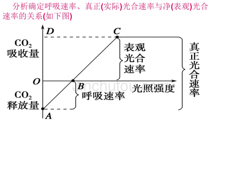 呼吸作用和光合作用的图解理解_第5页