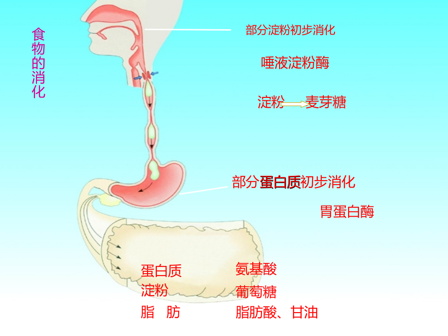 关注合理营养与食品安全_第3页