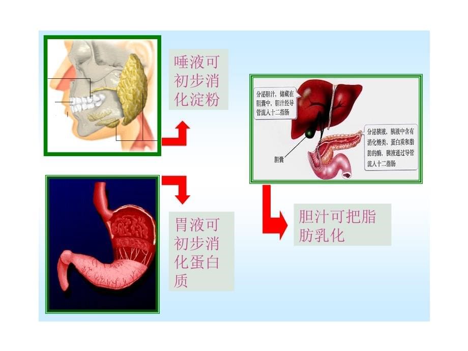 关注合理营养与食品安全_第5页