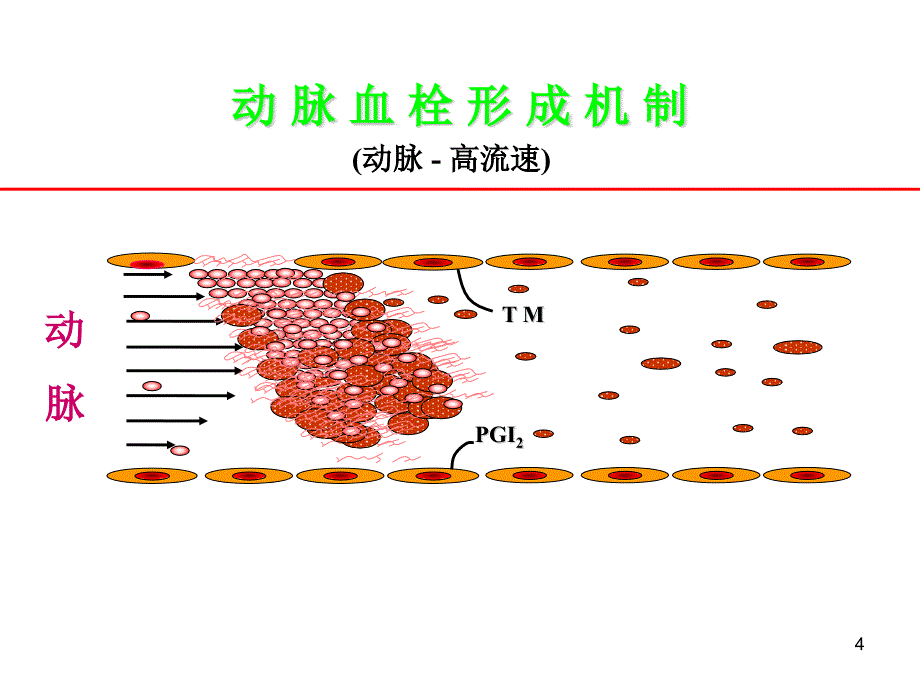 凝血机制与抗凝治疗新视点_第4页