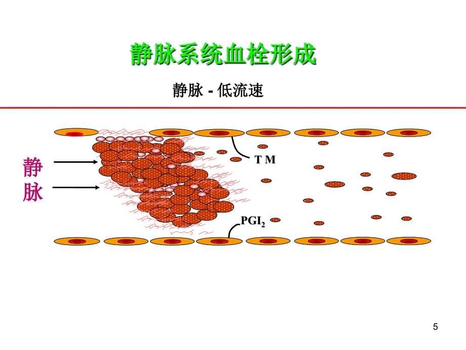 凝血机制与抗凝治疗新视点_第5页