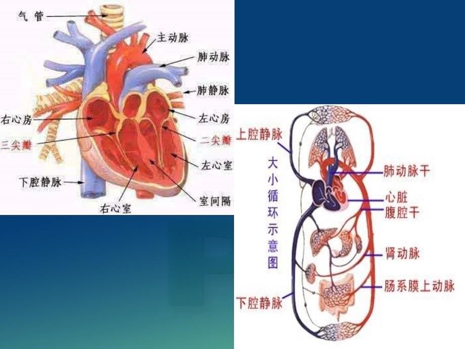 急性左心衰竭的急救与护理_第5页