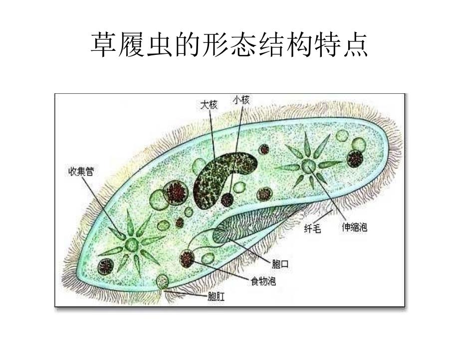 七年级生物只有一个细胞的生物体2_第2页