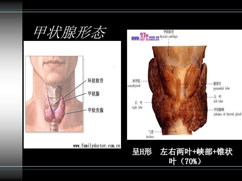 甲功检测项目及临床意义_第5页