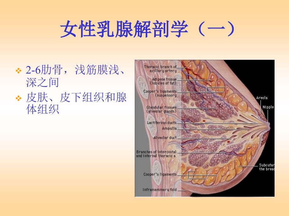 乳腺疾病的诊断与治疗_第2页