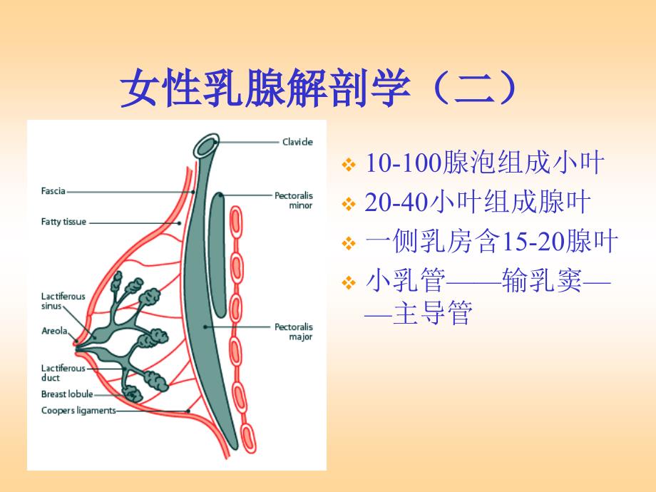 乳腺疾病的诊断与治疗_第3页