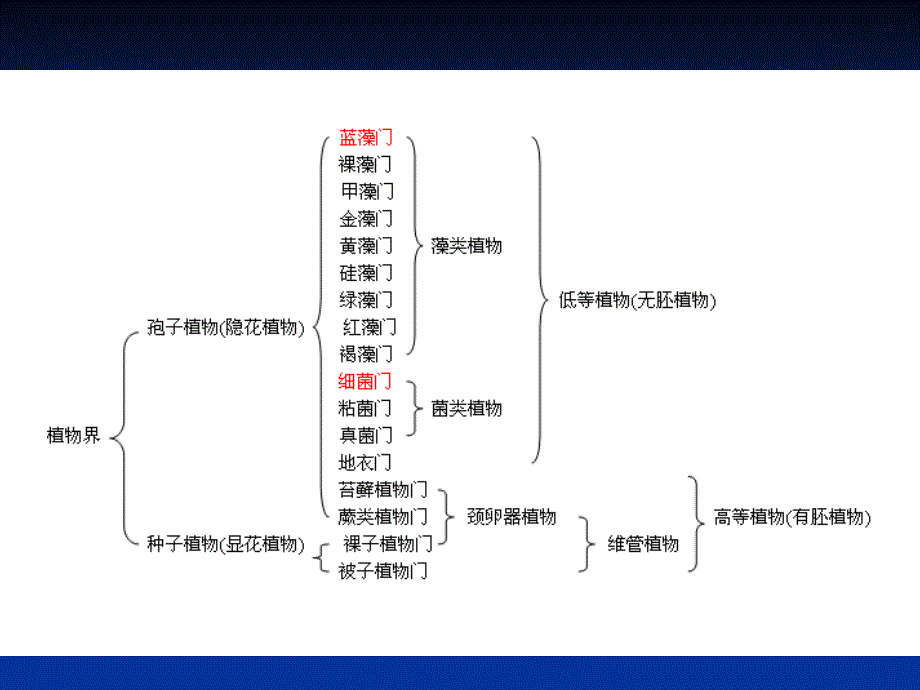 孢子植物和种子植物_第3页