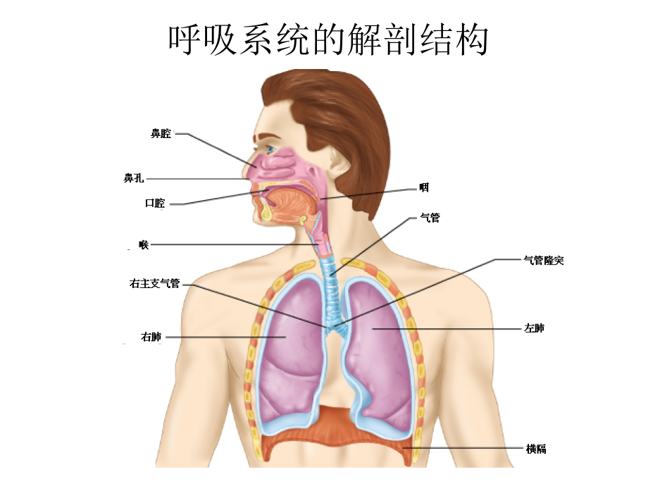 呼吸生理与病理学基础_第2页