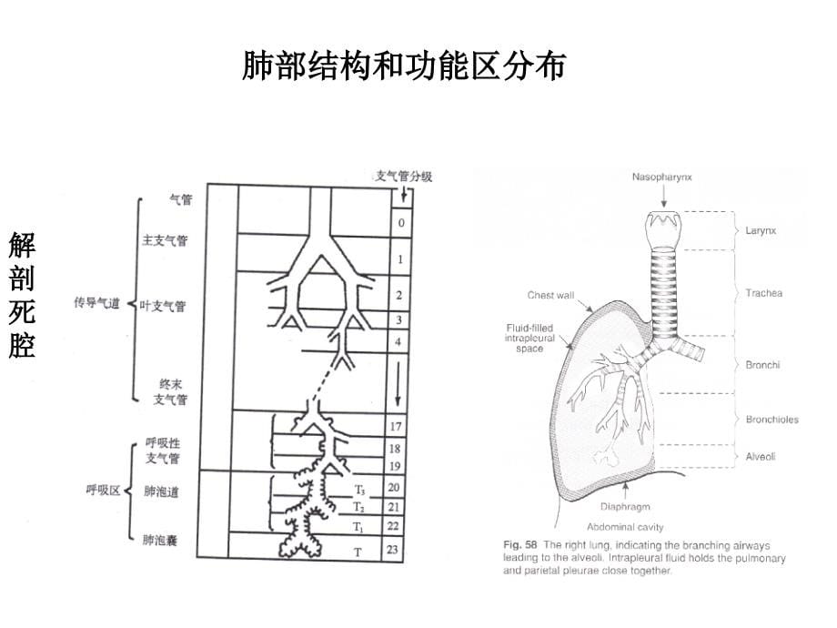 呼吸生理与病理学基础_第5页