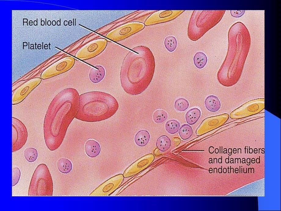 血液生理学_第5页