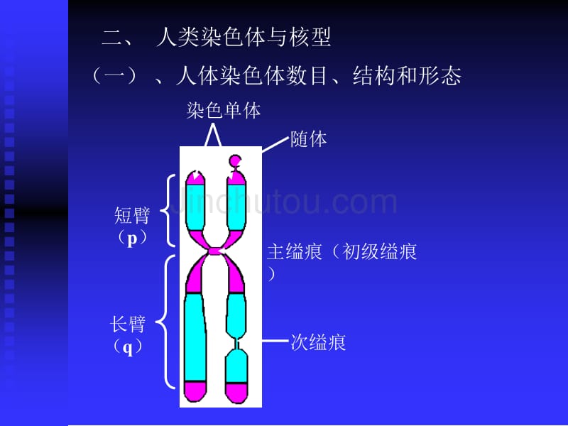 群体遗传染色体病_第3页