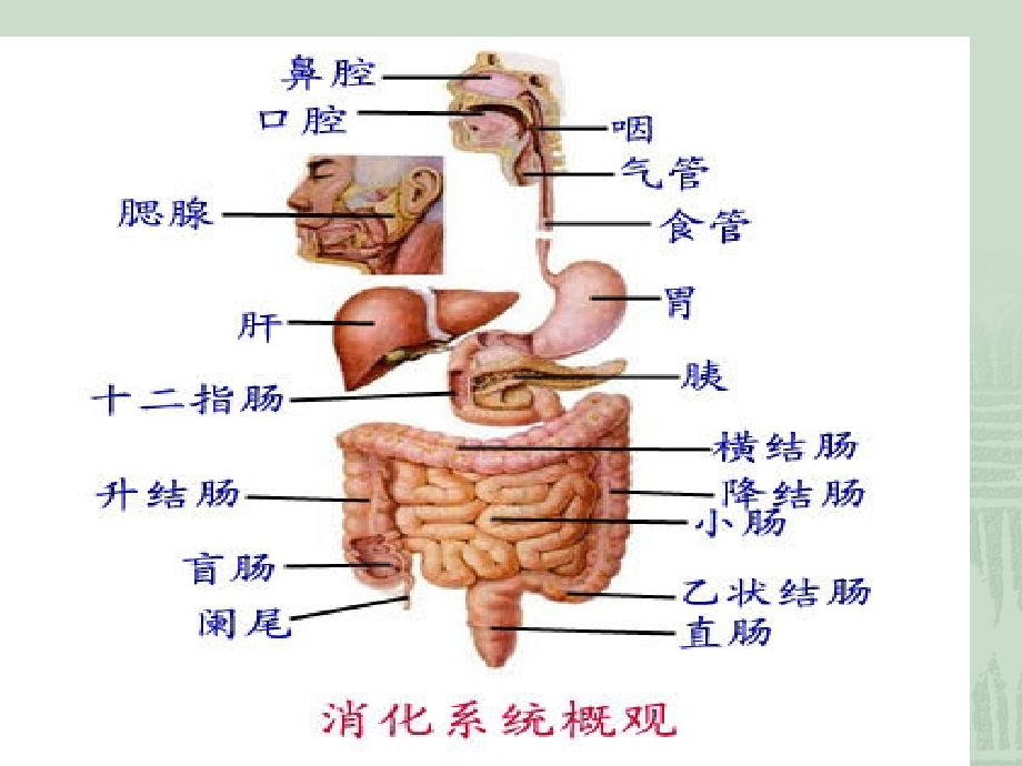 胃肠道疾病的营养治疗_第2页