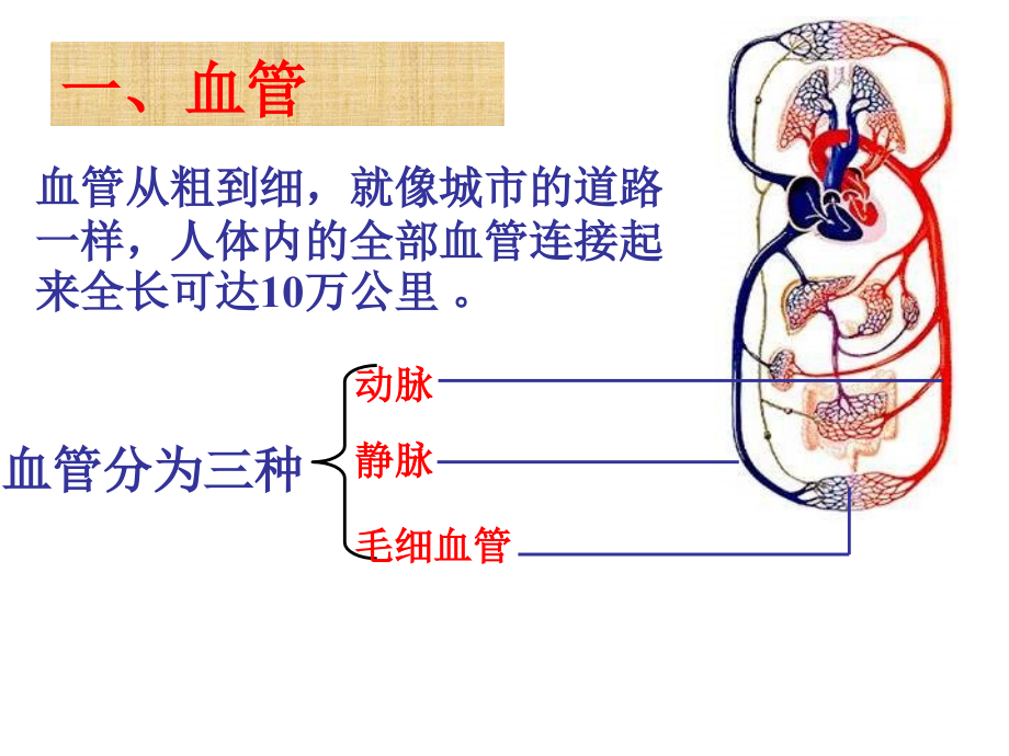 心脏和血液循环_第2页