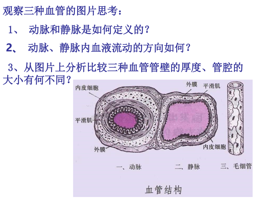 心脏和血液循环_第4页