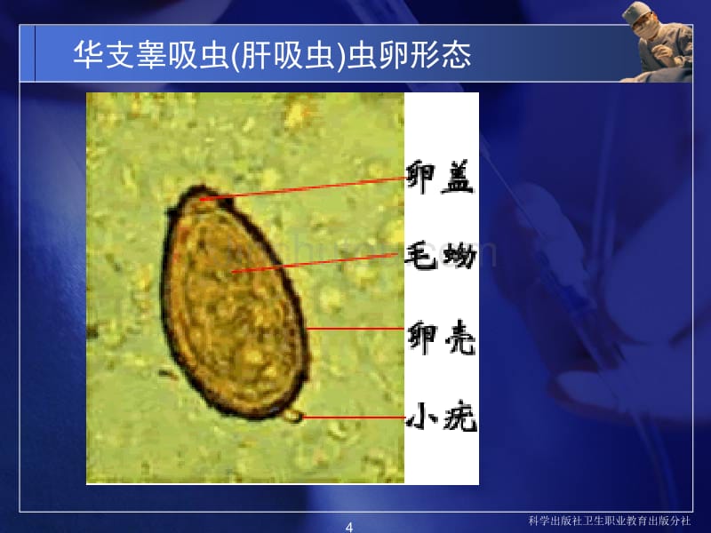 医学蠕虫吸虫_第4页