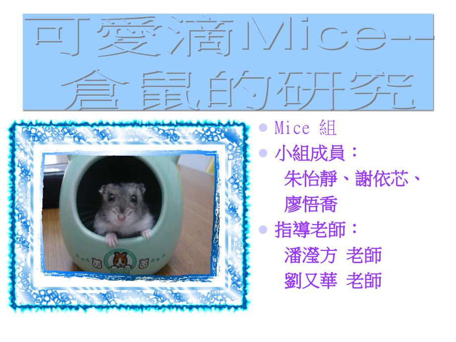 可爱的老鼠——仓鼠研究_第1页