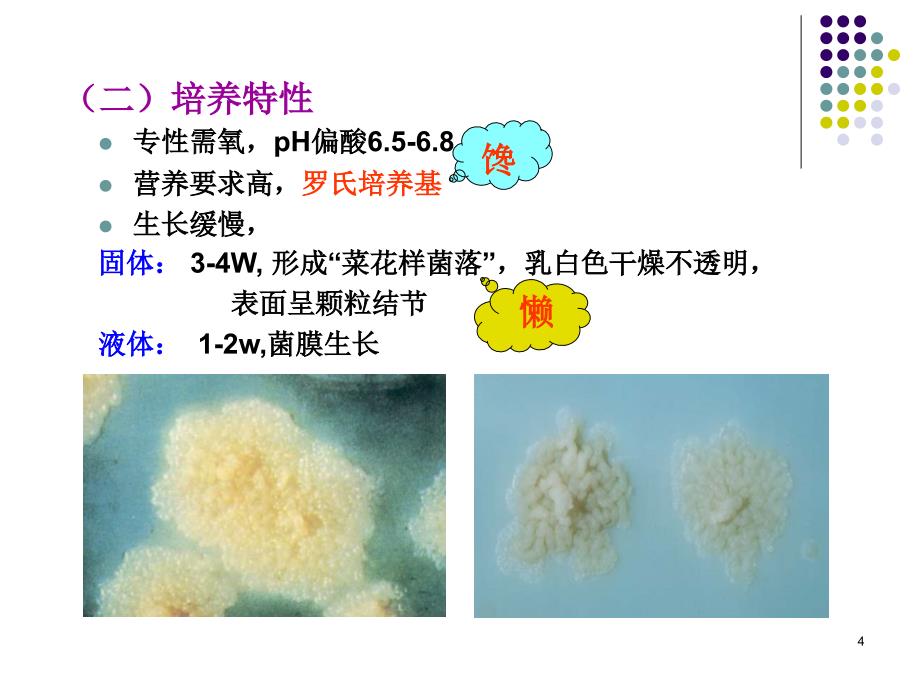 章分枝杆菌属_第4页