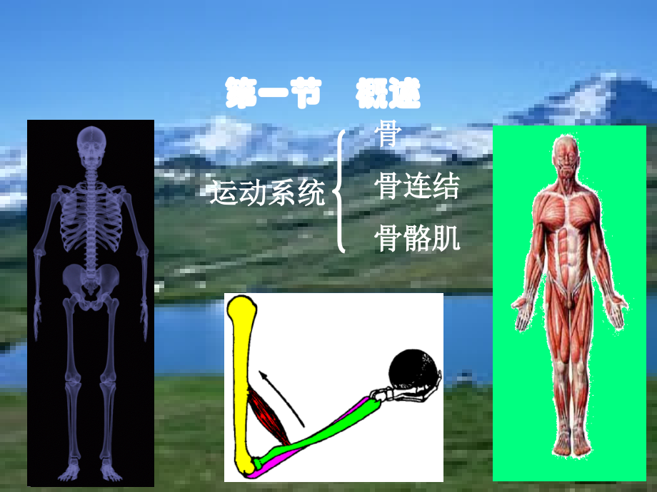 人体运动系统_第2页