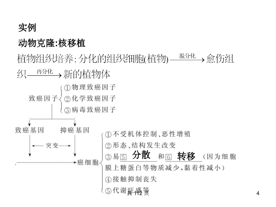 2011届高考生物细胞的分化和衰老复习_第4页