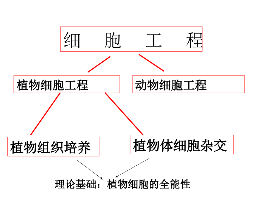 专题二细胞工程复习课1_第3页