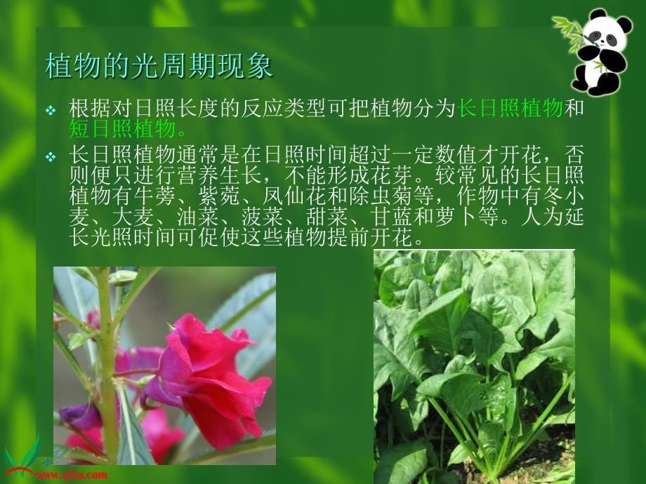 苏教版小学科学五年级上册《昼夜对动植物的影响》课件_第5页