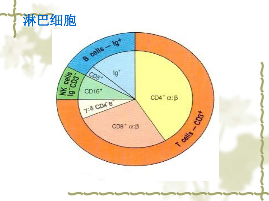 免疫学淋巴细胞_第4页