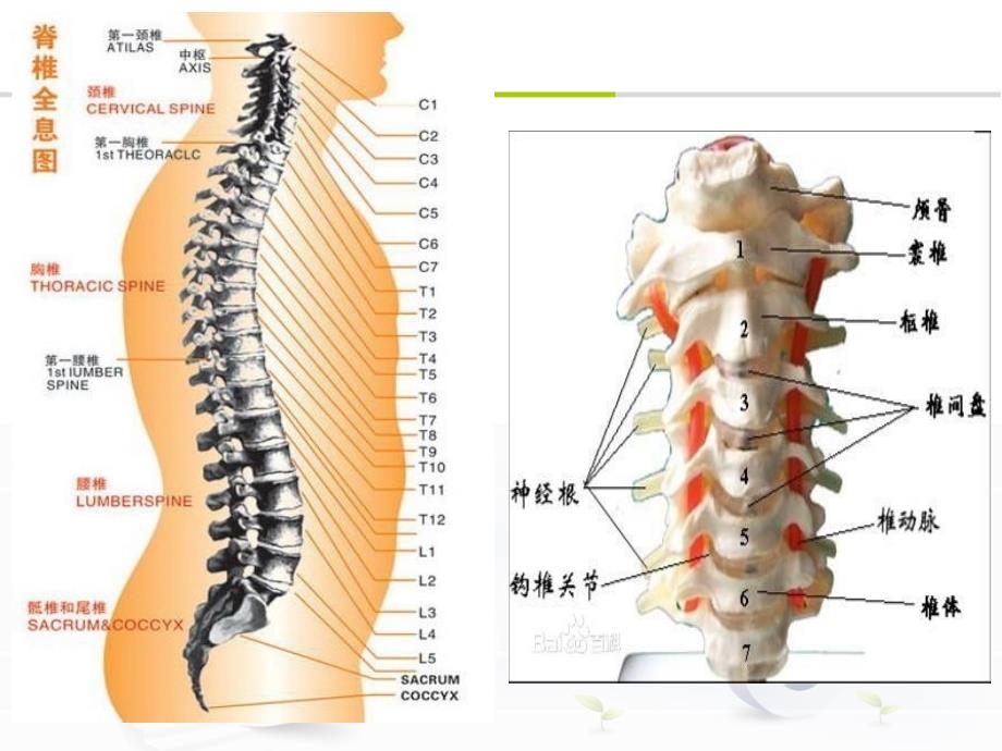 颈椎病康复治疗_第2页