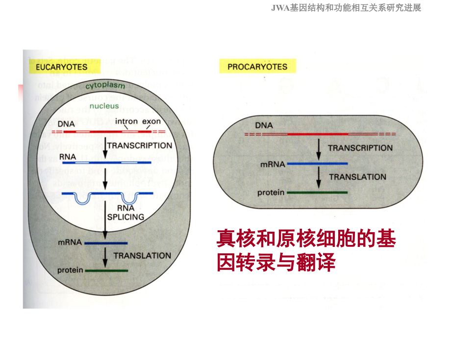 2013博导论坛-基因的结构和功能_第3页