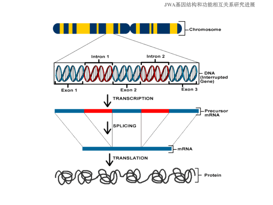 2013博导论坛-基因的结构和功能_第4页