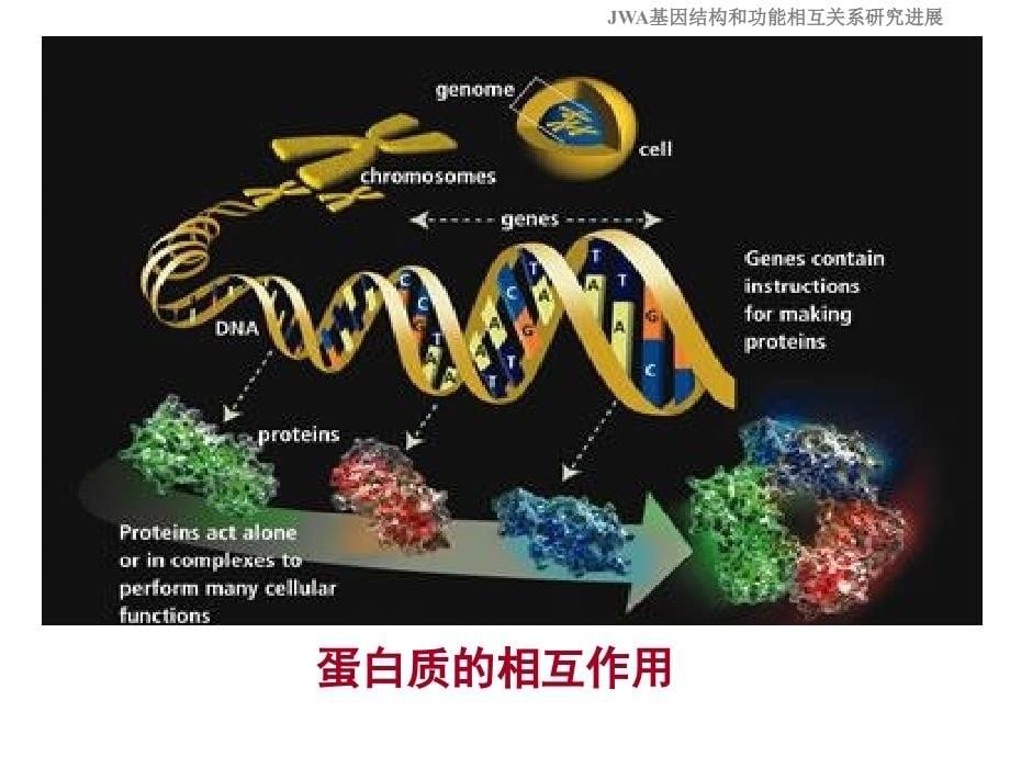 2013博导论坛-基因的结构和功能_第5页