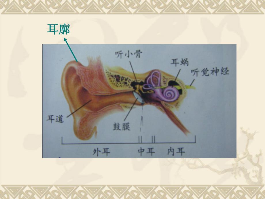 教科版小学科学四年级上册《我们是怎样听到声音的》　课件_第2页