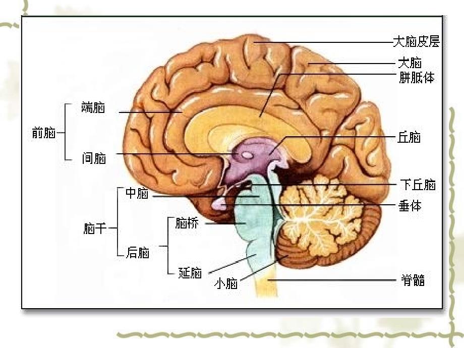 体温调节、大脑皮层的功能整合版_第4页