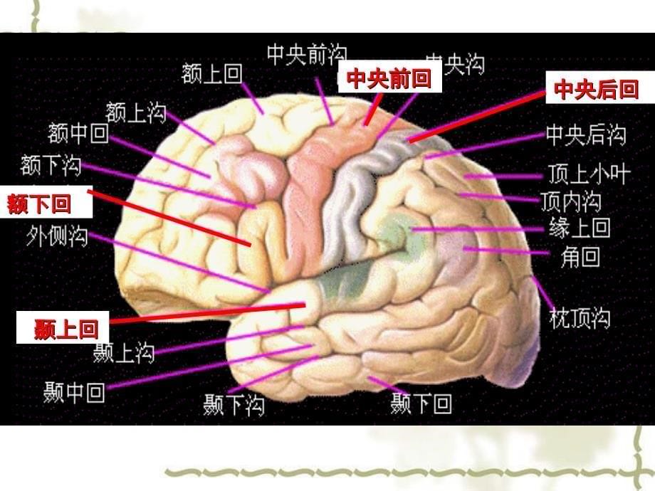 体温调节、大脑皮层的功能整合版_第5页