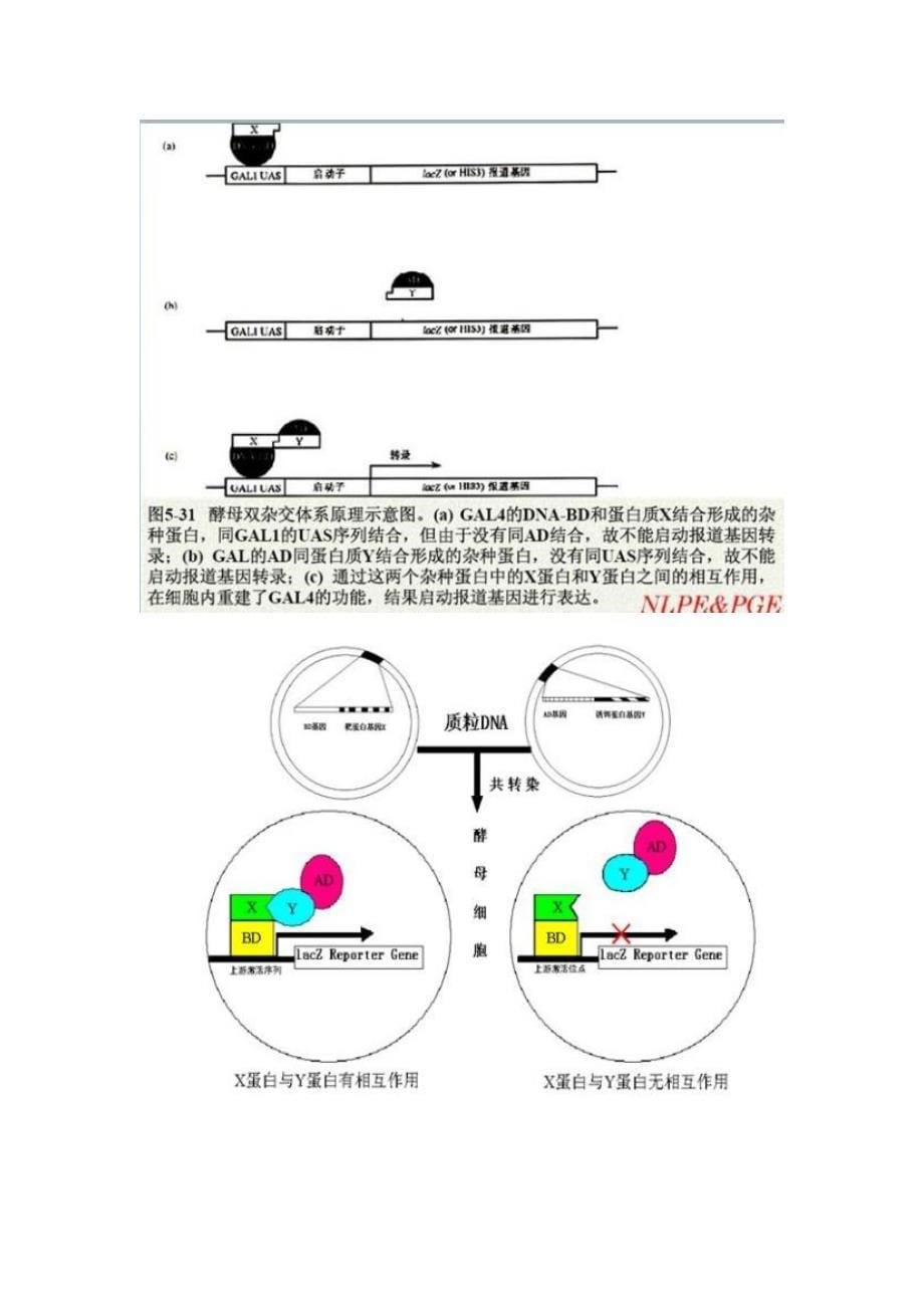 分子生物学常用实验方法原理介绍_第5页