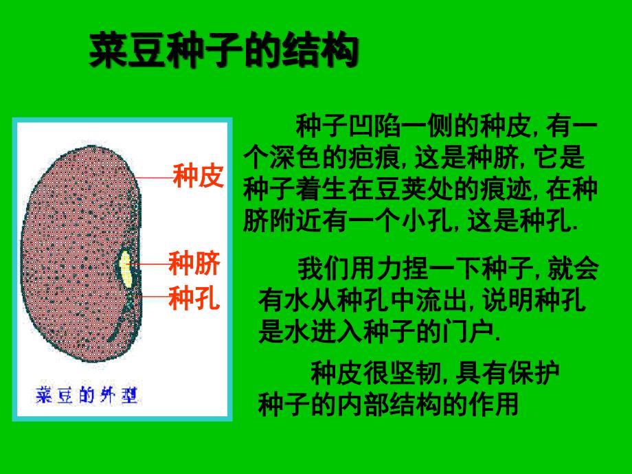 青岛版小学科学五年级下册《种子发芽了》课件_第4页