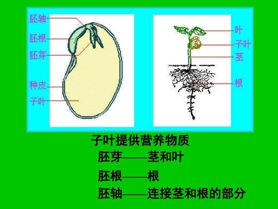 青岛版小学科学五年级下册《种子发芽了》课件_第5页