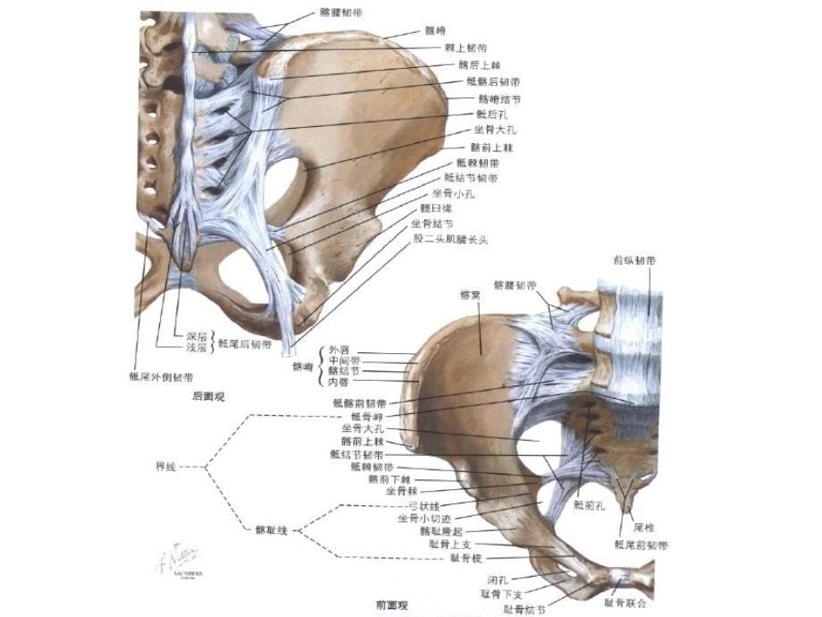 骨盆骨折关节外科_第5页