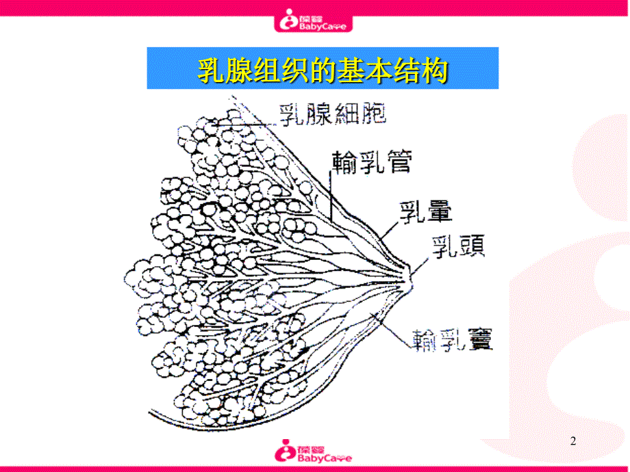 学习母乳喂养_第2页