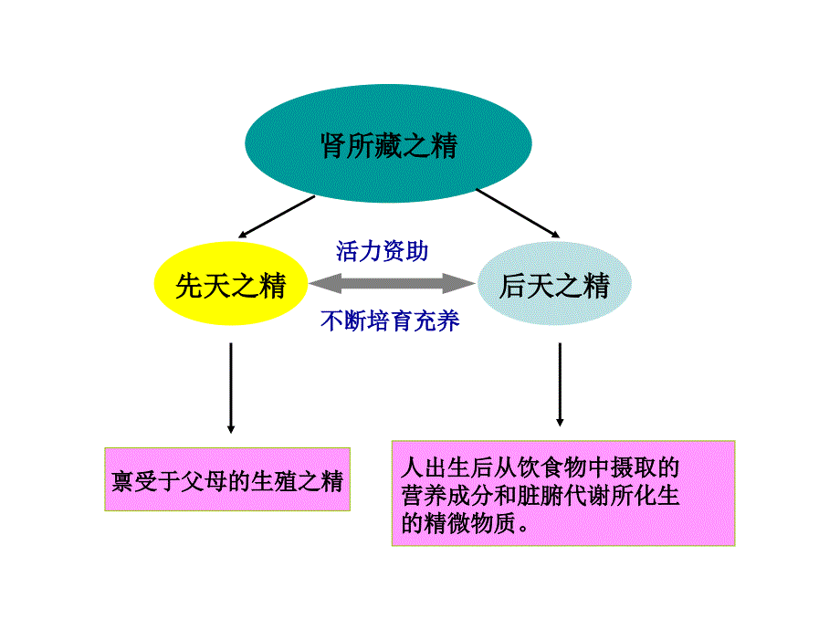 中医学五脏肾_第4页