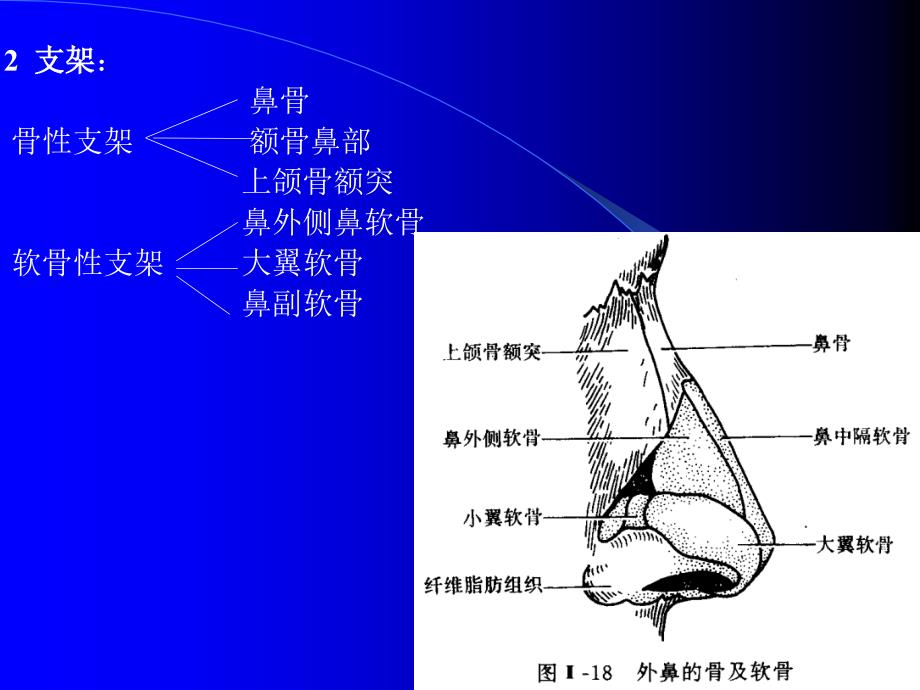 鼻部解剖及生理_第3页