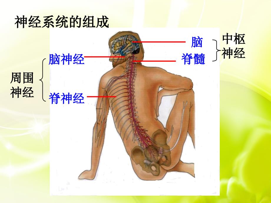 通过神经系统的调节(罗完美修改版)_第2页